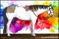 Horse Color:Buckskin Roan Splash 