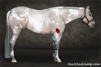 Horse Color:White Spotted Bay Rabicano