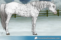 Horse Color:Black Appaloosa 