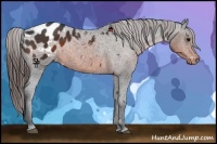 Horse Color:Brown Sabino Appaloosa 