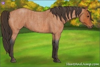 Horse Color:Bay Roan Brindle