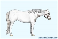 Horse Color:Silver Black Splash Tobiano Frame Rabicano 