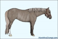 Horse Color:Silver Grullo Frame Rabicano 