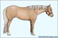 Horse Color:Silver Bay Pearl 