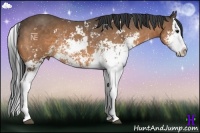 Horse Color:Buckskin Sabino Splash Rabicano 