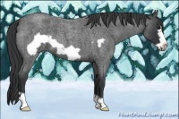 Horse Color:Blue Roan Frame