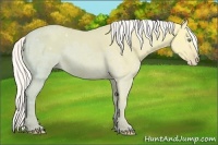 Horse Color:Silver Amber Cream Champagne Ice Dun Rabicano 