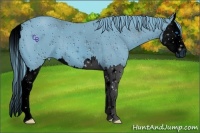 Horse Color:ERROR: UNKNOWN ANOMALY