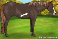 Horse Color:Liver Chestnut Frame 