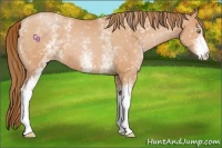Horse Color:White Spotted Bay Pearl 