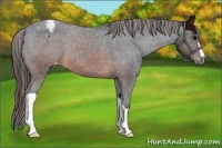 Horse Color:Brown Appaloosa 