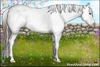 Horse Color:Bay Sabino Appaloosa Rabicano 