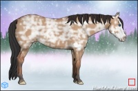 Horse Color:Bay Ice Dun Splash Frame 
