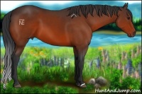 Horse Color:Bay 