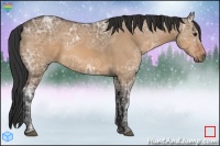 Horse Color:Bay Ice Dun Sabino 
