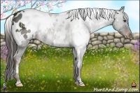 Horse Color:White Spotted Liver Chestnut Appaloosa 