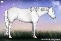 Horse Color:White Spotted Silver Bay Dun Splash Appaloosa 