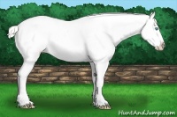 Horse Color:Cremello Sabino Appaloosa  Brindle
