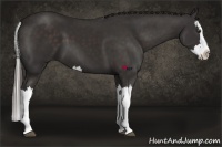 Horse Color:Liver Chestnut Splash 