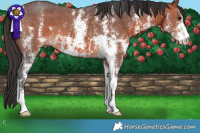 Horse Color:Bay Sabino 