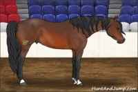 Horse Color:Bay 