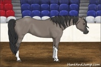 Horse Color:Grullo 