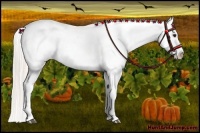 Horse Color:Silver Bay Appaloosa 
