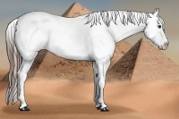 Horse Color:Liver Red Dun Sabino Splash Appaloosa 