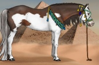 Horse Color:Liver Chestnut Splash Frame