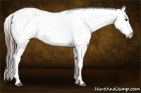 Horse Color:White Spotted Black Appaloosa Rabicano 