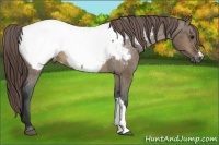 Horse Color:Brown Dun Appaloosa 