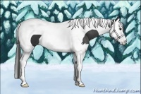 Horse Color:Black Splash Tobiano