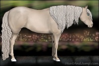 Horse Color:Chocolate Palomino Pearl Sabino 