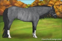 Horse Color:Blue Roan Rabicano