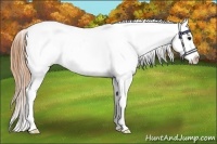 Horse Color:Smoky Black Tobiano Appaloosa 