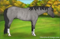 Horse Color:Grullo Roan Rabicano 