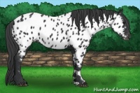 Horse Color:Black Appaloosa