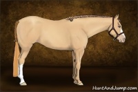 Horse Color:Gold Champagne 