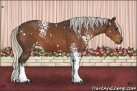 Horse Color:White Spotted Silver Bay 