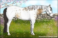 Horse Color:White Spotted Buckskin Tobiano 