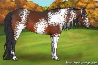 Horse Color:White Spotted Bay 