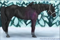 Horse Color:Black  Brindle