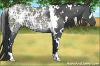 Horse Color:White Spotted Black Ice 