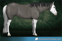 Horse Color:Grullo Splash 