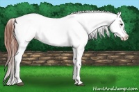 Horse Color:Bay Dun Appaloosa 