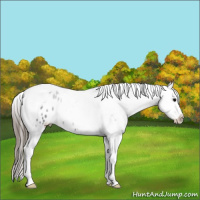 Horse Color:Black Sabino Tobiano Appaloosa