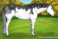 Horse Color:Black Splash 