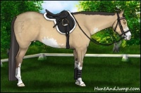 Horse Color:Amber Champagne Dun Sabino Rabicano