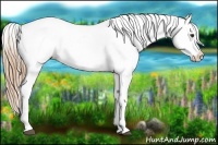 Horse Color:Chestnut Blanket 
