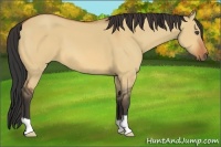 Horse Color:Bay Dun